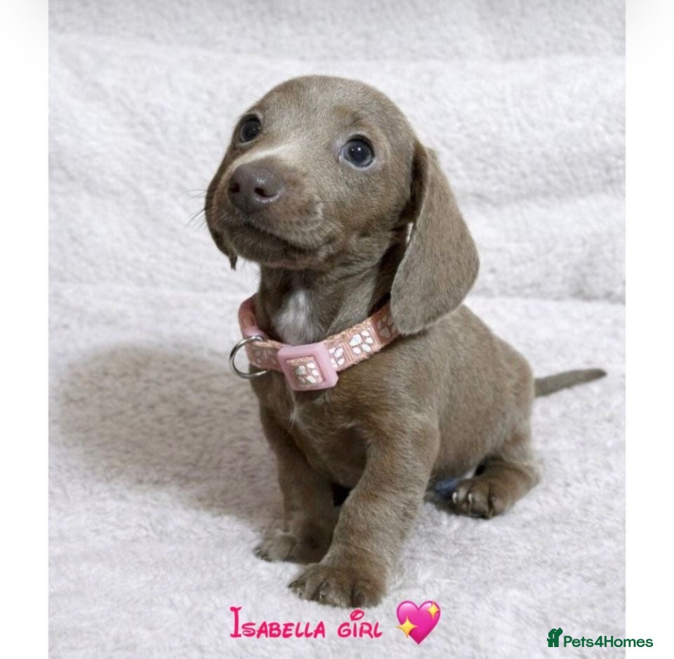 Miniature Dachshund dogs Miniature dachshund puppies  - Advert 8