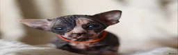 Sphynx cats for sale: Beautiful Pedigree Sphynx Kittens  - Advert 19
