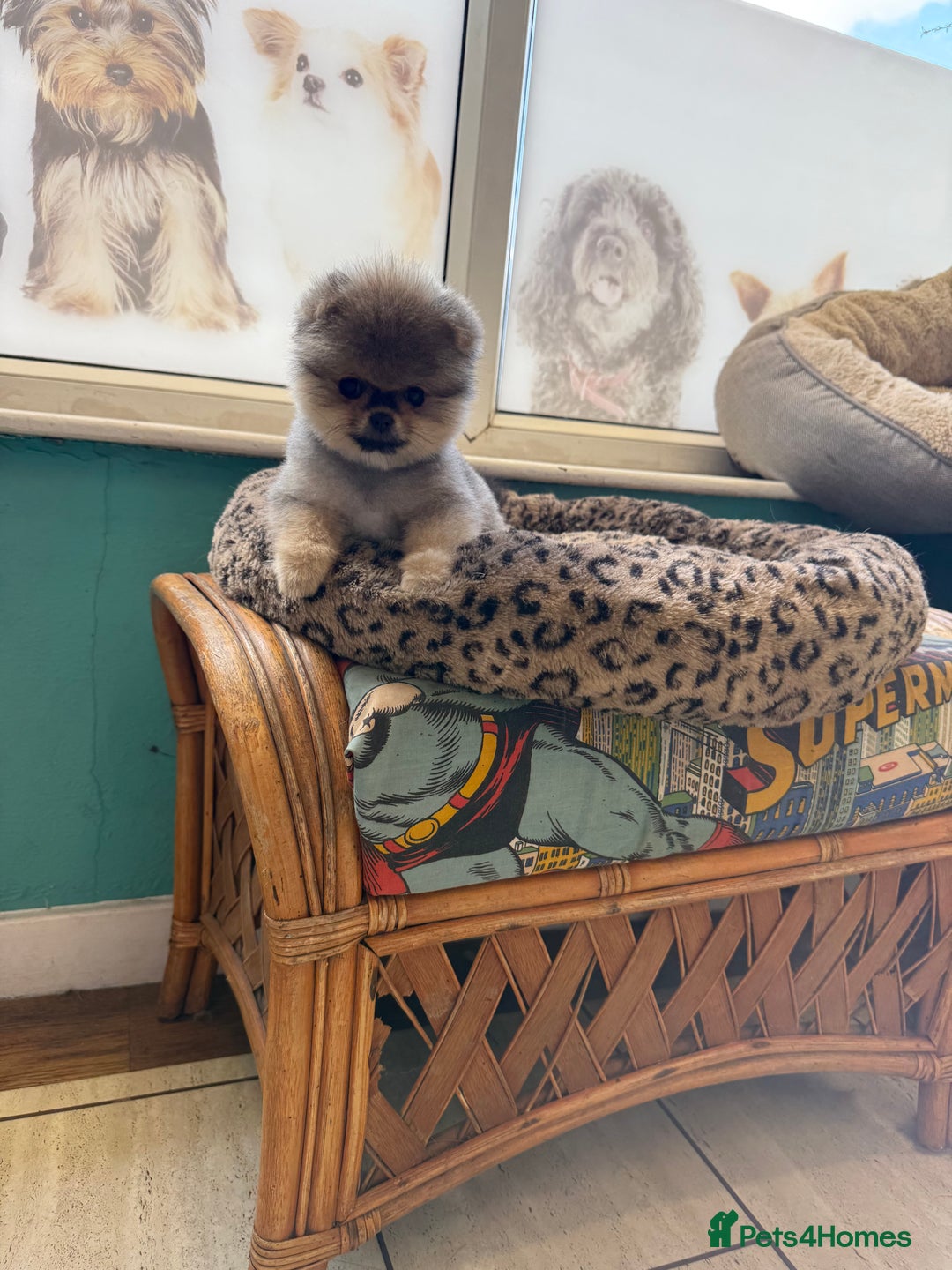 Pomeranian dogs for sale: Last female teddy face Pomeranian  - Image 17