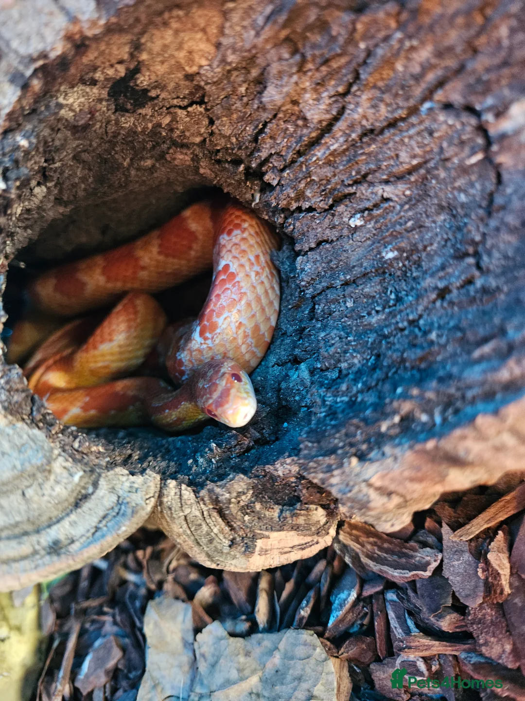 Corn Snake reptiles for sale: Breeding pair of corn snakes  - Advert 6