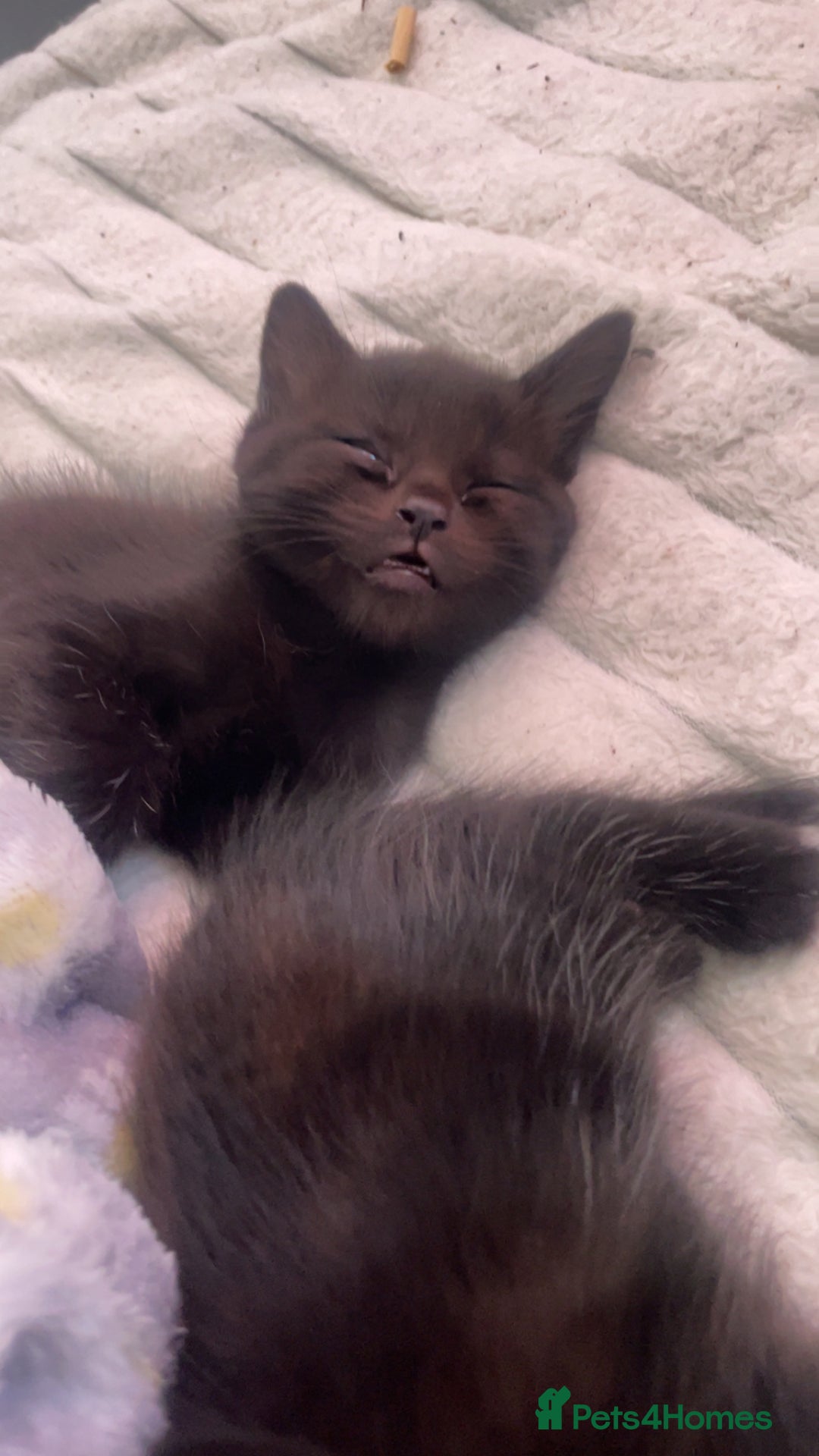 Mixed Breed cats for sale: 5 beautiful kittens ready to go! - Image 13