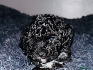 Cavapoo dogs Cavapoo puppies - Advert 16