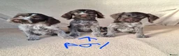 German Wirehaired Pointer dogs for sale: German wirehair pointer pups.  - Advert 1