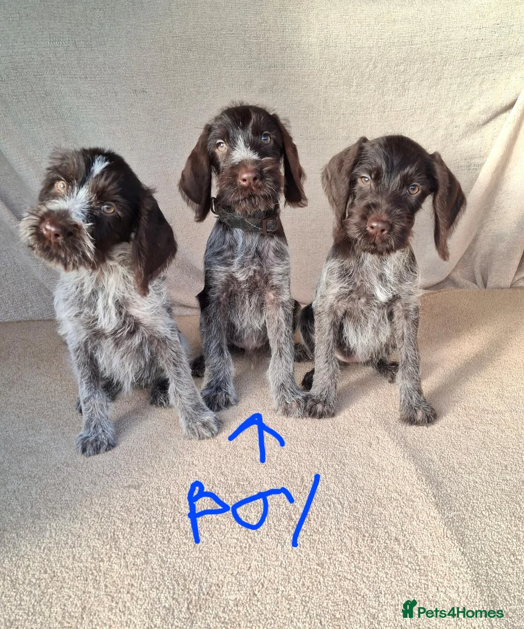 German Wirehaired Pointer dogs for sale: German wirehair pointer pups.  - Advert 1