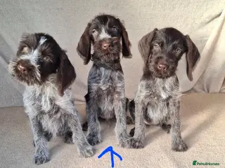 German Wirehaired Pointer dogs German wirehair pointer pups. - Advert 1