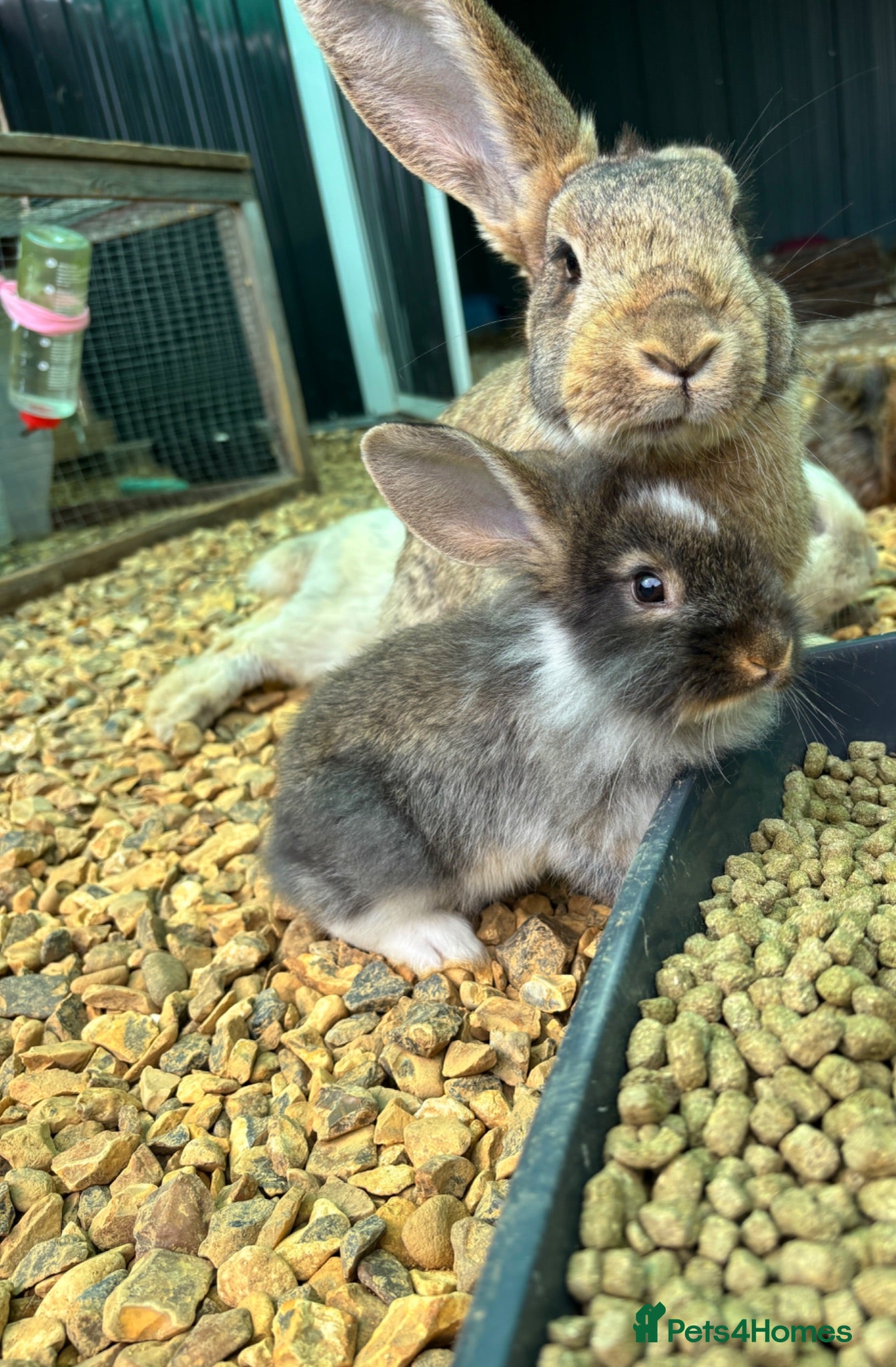 Mixed Breed rabbits 2 little girl bunnies left lop/teddy/lionhead - Advert 13