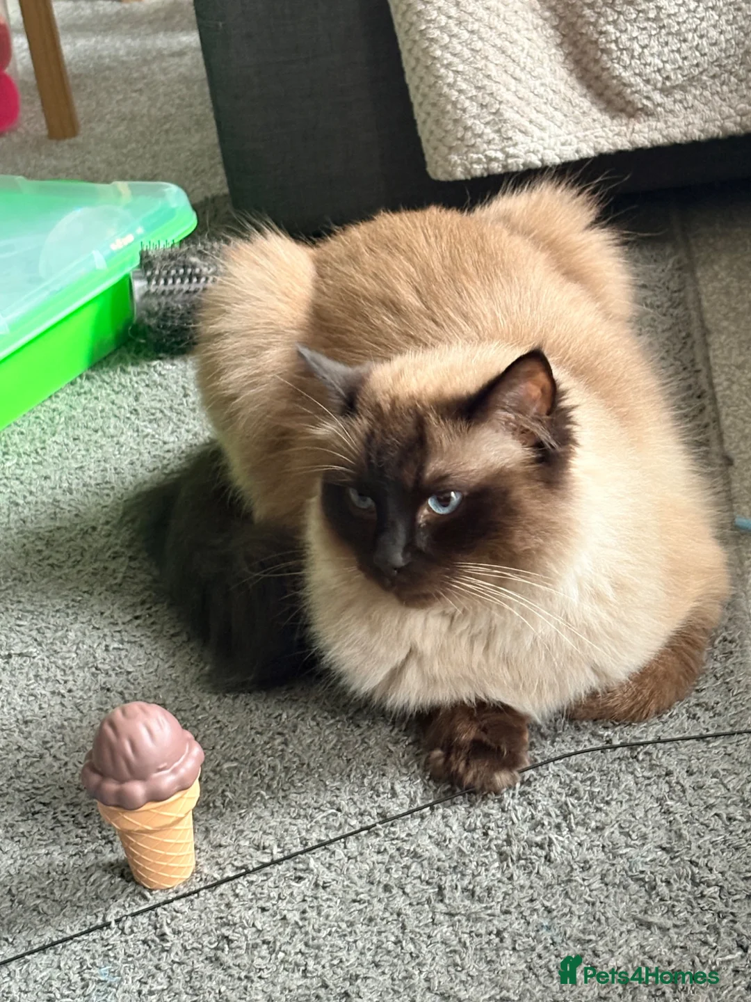 Ragdoll cats for sale: Loving 3 Year old Male Ragdoll - Advert 2