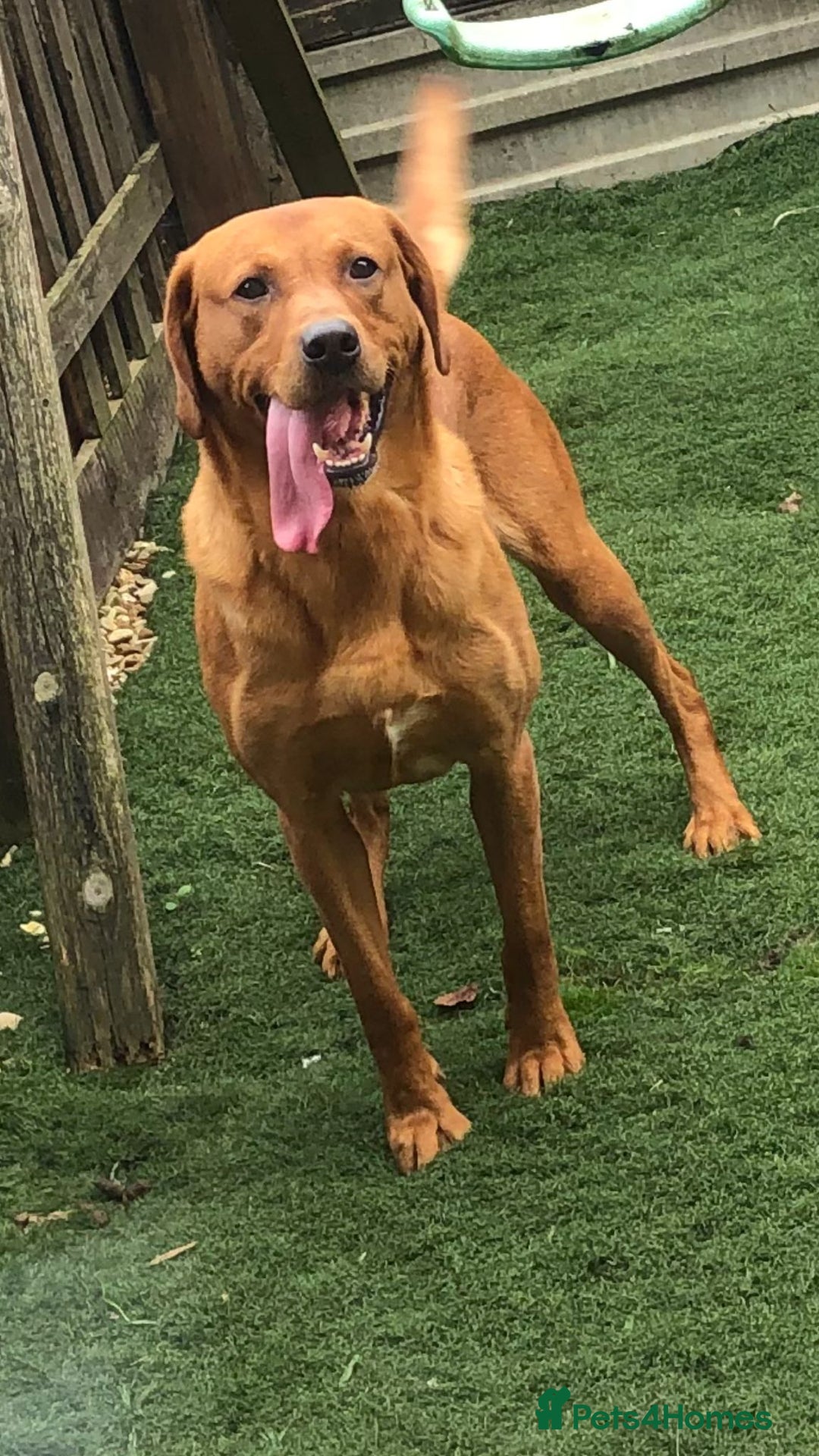 Labrador Retriever dogs for sale: Stunning litter of KC FOX RED PUPPYS  - Advert 4