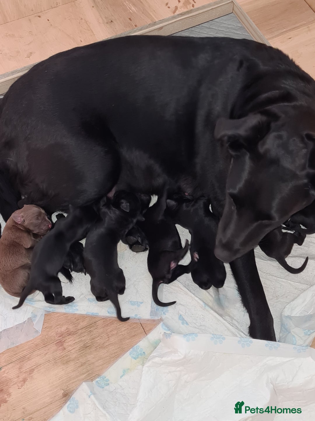 Borador dogs for sale: Male Borador Pups - Image 2