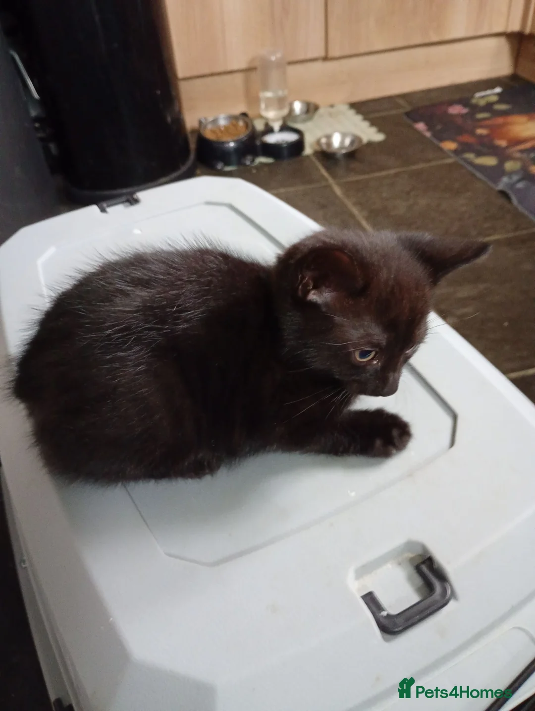 Mixed Breed cats for sale: Male kitten - Advert 1