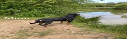 Rottweiler dogs for sale: KC Registered Rottweiler Puppies - Advert 11