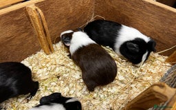 Guinea Pig rodents for sale: Bonded male/ boar guinea pigs  - Image 5