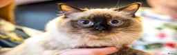 Ragdoll cats for sale: Luxury Blue Point Mitted Ragdoll Kittens - Advert 15