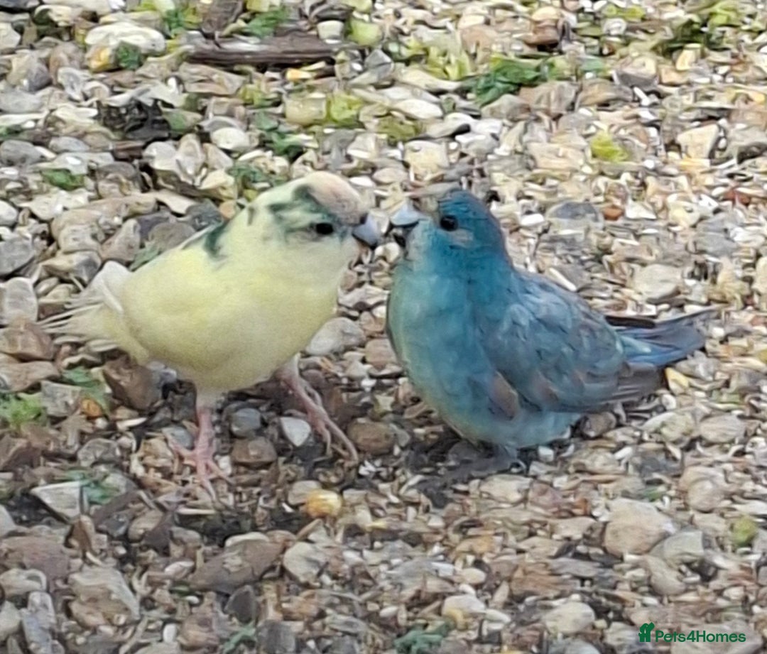 Budgerigars birds for sale: Take in / RESCUE any unwanted Birds/parrots - Image 9