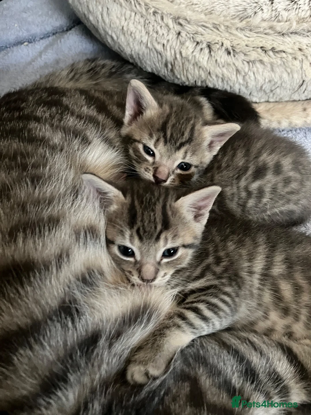 Mixed Breed cats for sale: 6 x grey tabby 1 x white - Advert 2