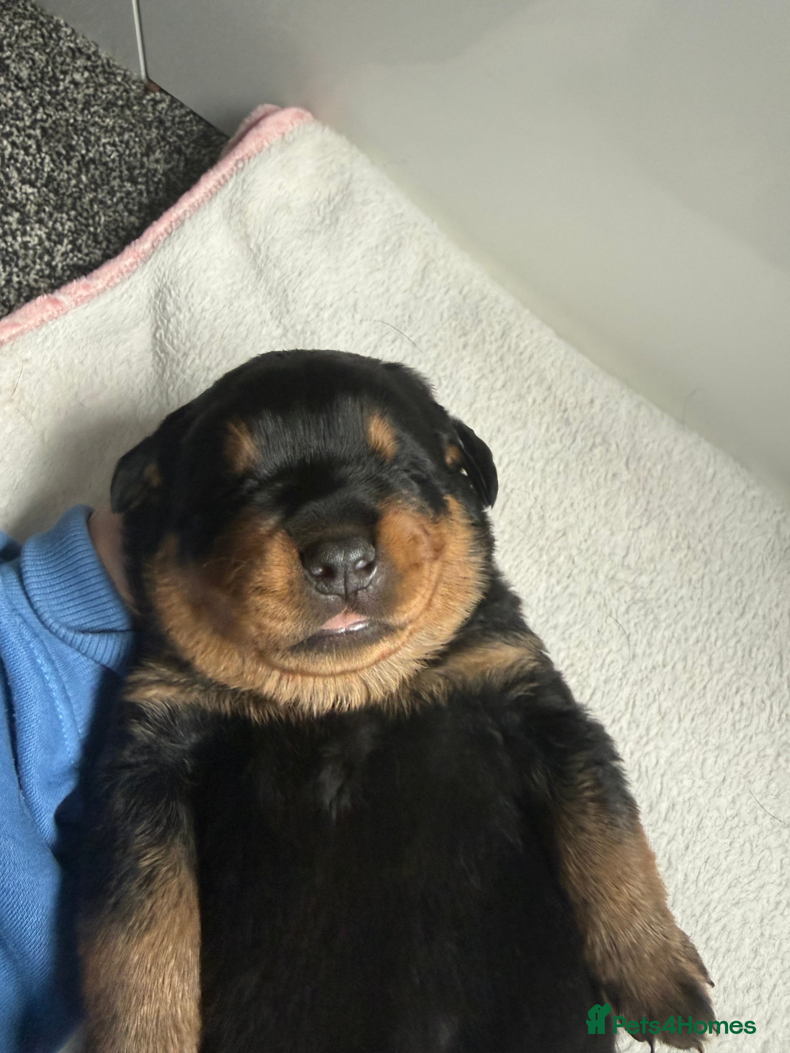 Rottweiler dogs for sale: 4 Beautiful Male Rottweiler Puppies  - Advert 14