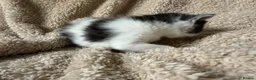 Mixed Breed cats for sale: 5 playful kittens for sale  in Chelmsford - Advert 6