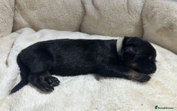 German Shepherd dogs for sale: German Shepherd's from DDR and Czech bloodlines.  - Image 9