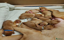 Labrador Retriever dogs for sale: KC Fox Red Labrador Pups *Ready for home 20/12/25* - Image 7