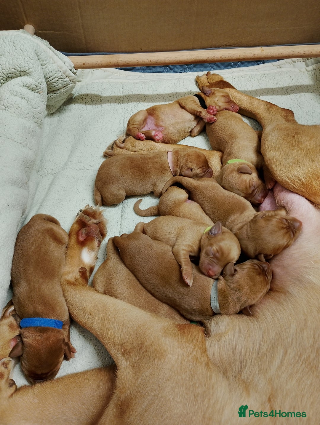 Labrador Retriever dogs for sale: KC Fox Red Labrador Pups *Ready for home 20/12/25* - Image 7