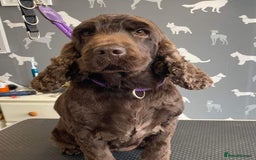 Cocker Spaniel dogs for sale: Show cocker spaniel girl  - Image 2
