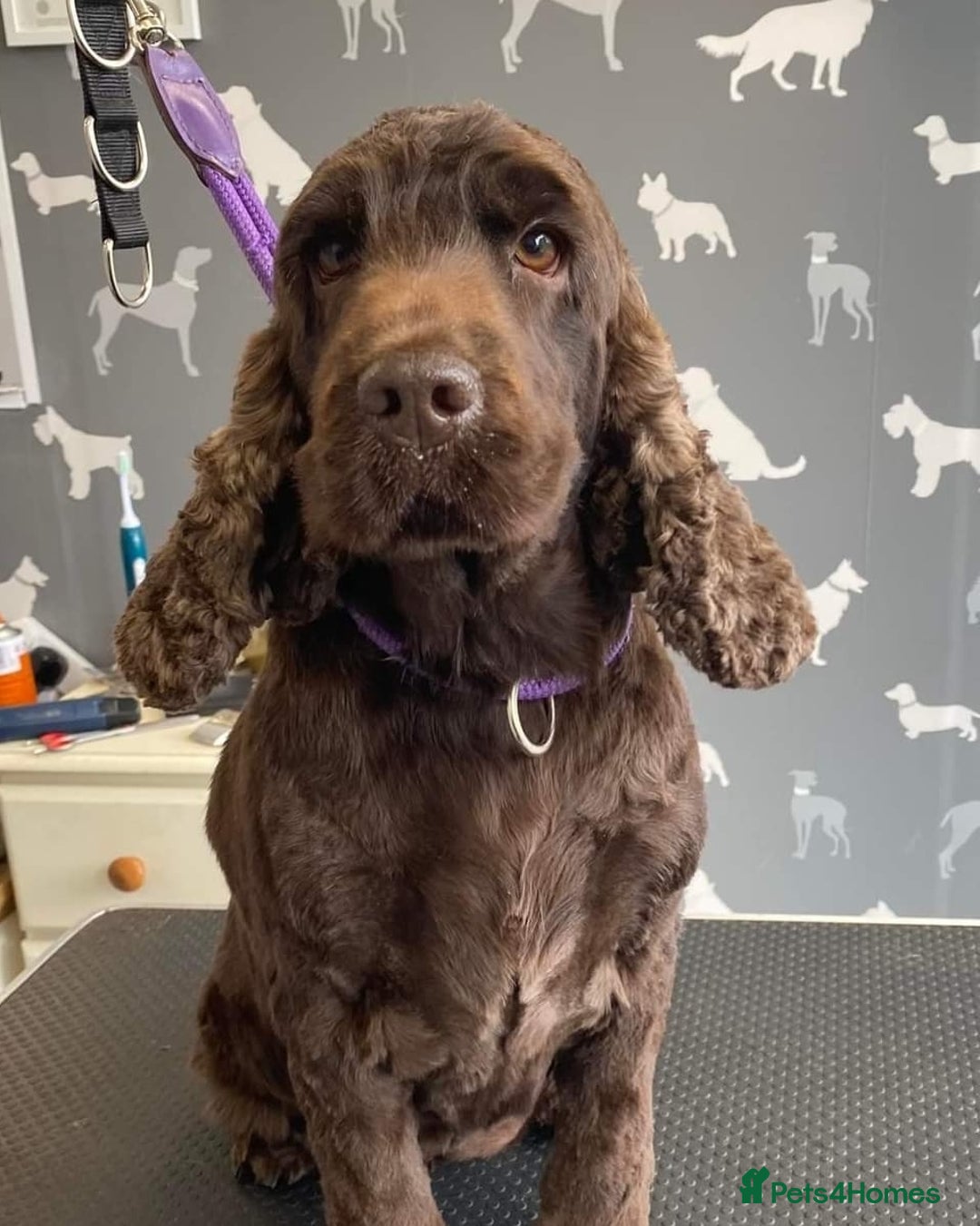 Cocker Spaniel dogs for sale: Show cocker spaniel girl  - Image 2