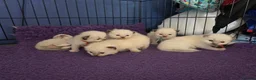 Ragdoll cats for sale: TICA/GCCF registered ragdoll kittens - Advert 1