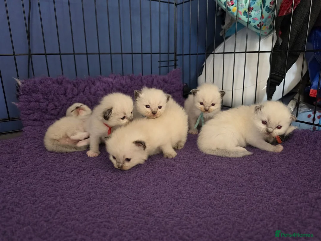 Ragdoll cats for sale: TICA/GCCF registered ragdoll kittens - Advert 1