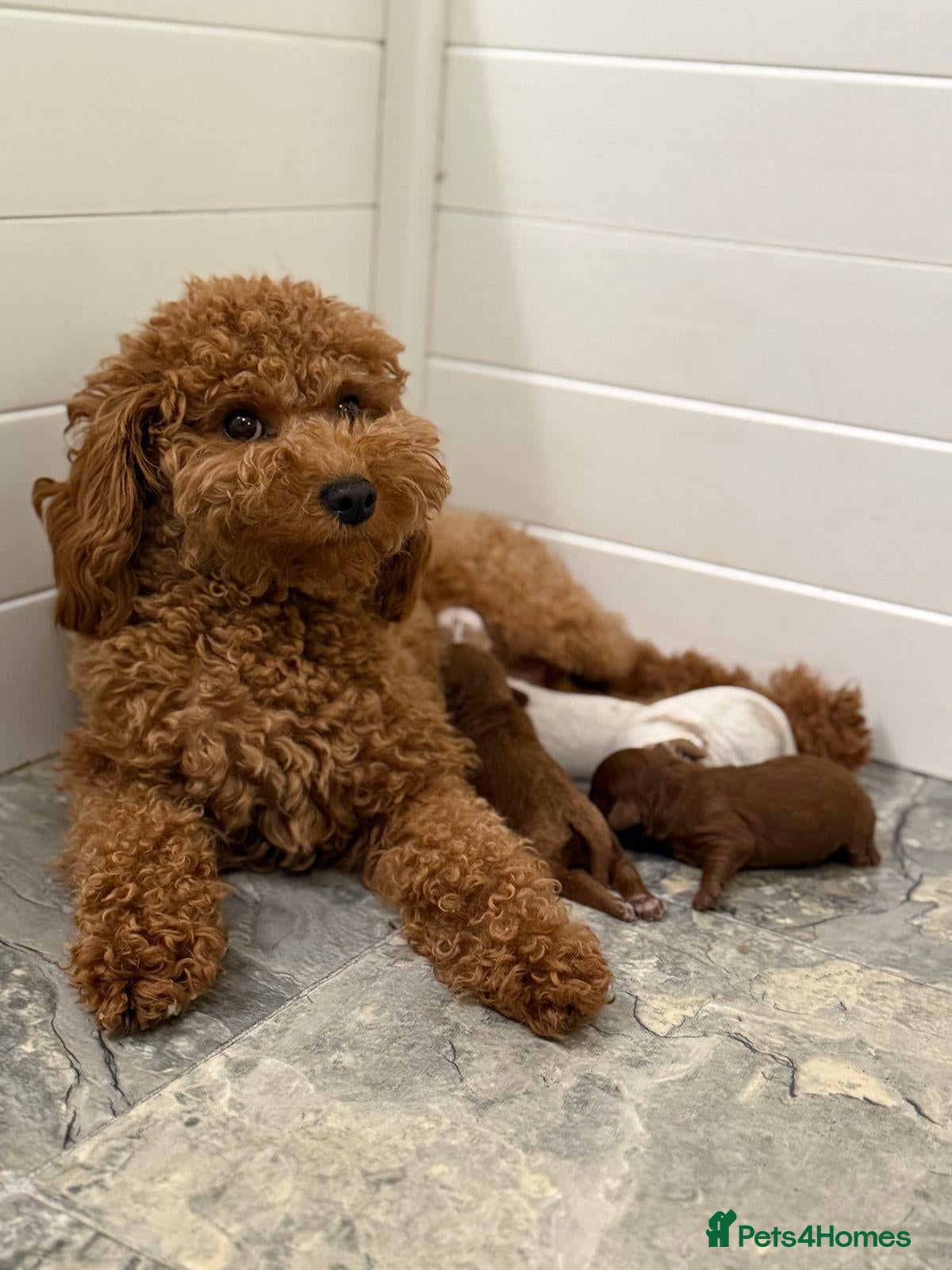 Poodle dogs Toy Poodle puppies for sale - Advert 3
