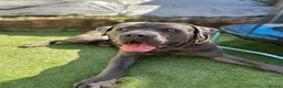 Cane Corso dogs for sale: 3 year old Cane Corso - Advert 1