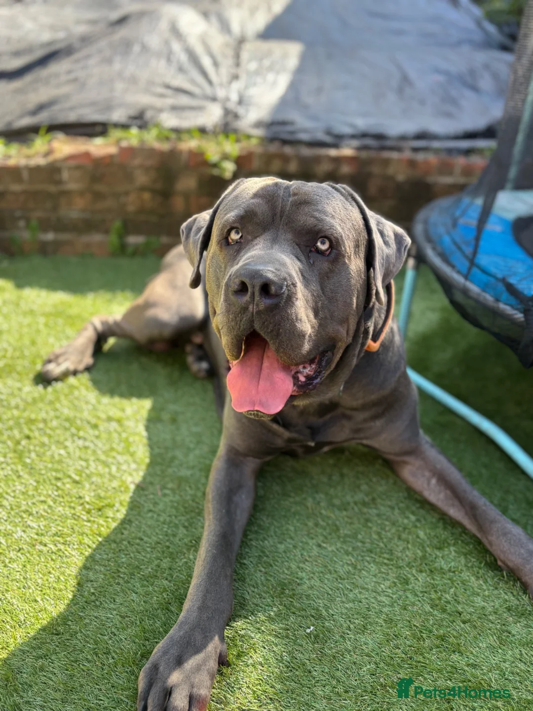 Cane Corso dogs for sale: 3 year old Cane Corso - Advert 1