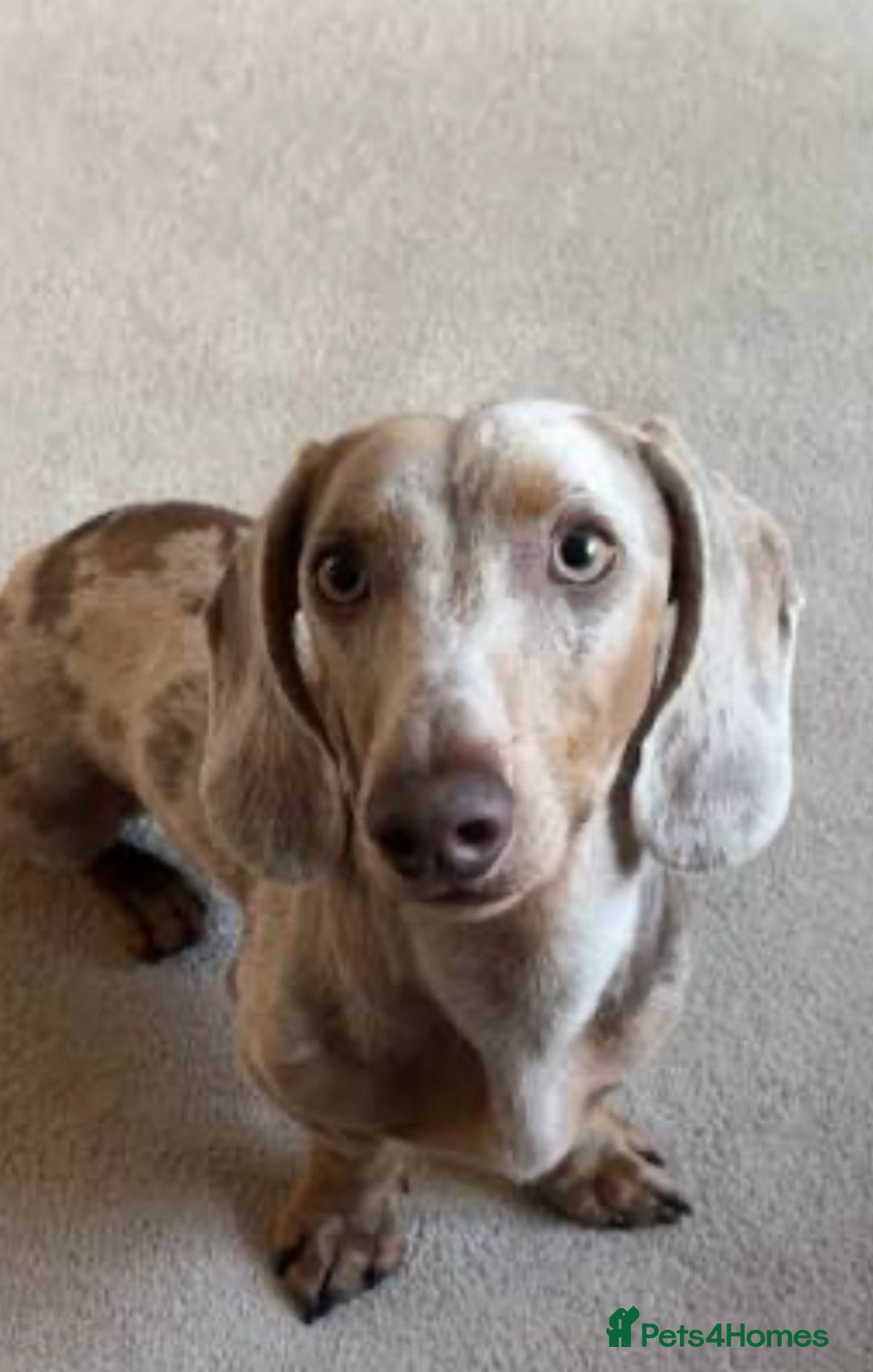 Miniature Dachshund dogs for sale: Miniature boys 2 boys available  - Advert 4