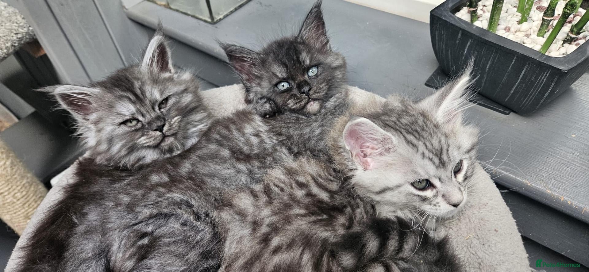 Maine Coon cats for sale: Large Maine Coon kittens regd European bloodline - Advert 11