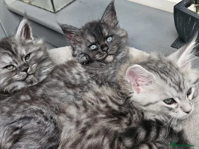 Maine Coon cats for sale: Large Maine Coon kittens regd European bloodline - Advert 11