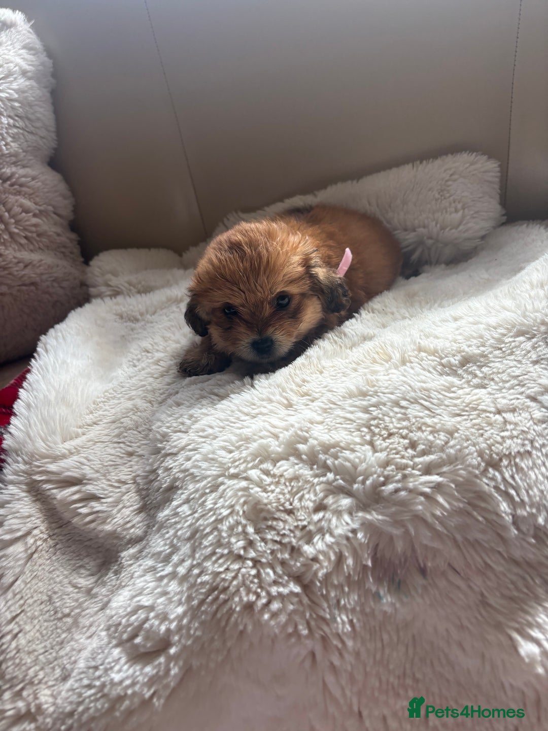 Shih Tzu dogs for sale: Shih tzu cross Yorkshire terrier - Image 1