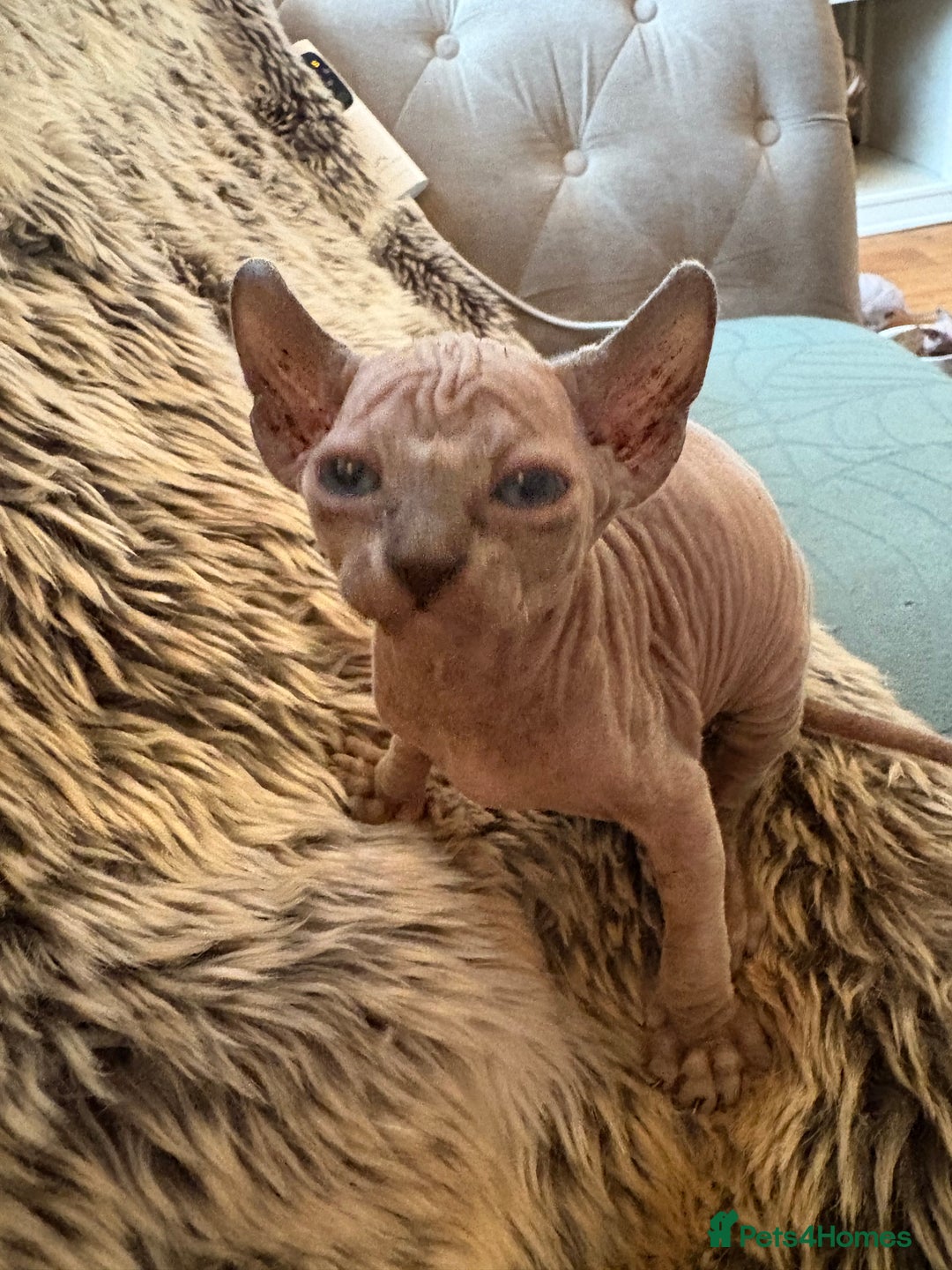 Sphynx cats for sale: 🖤 Sphynx Kittens for Sale – Ready August 🐾 - Image 11