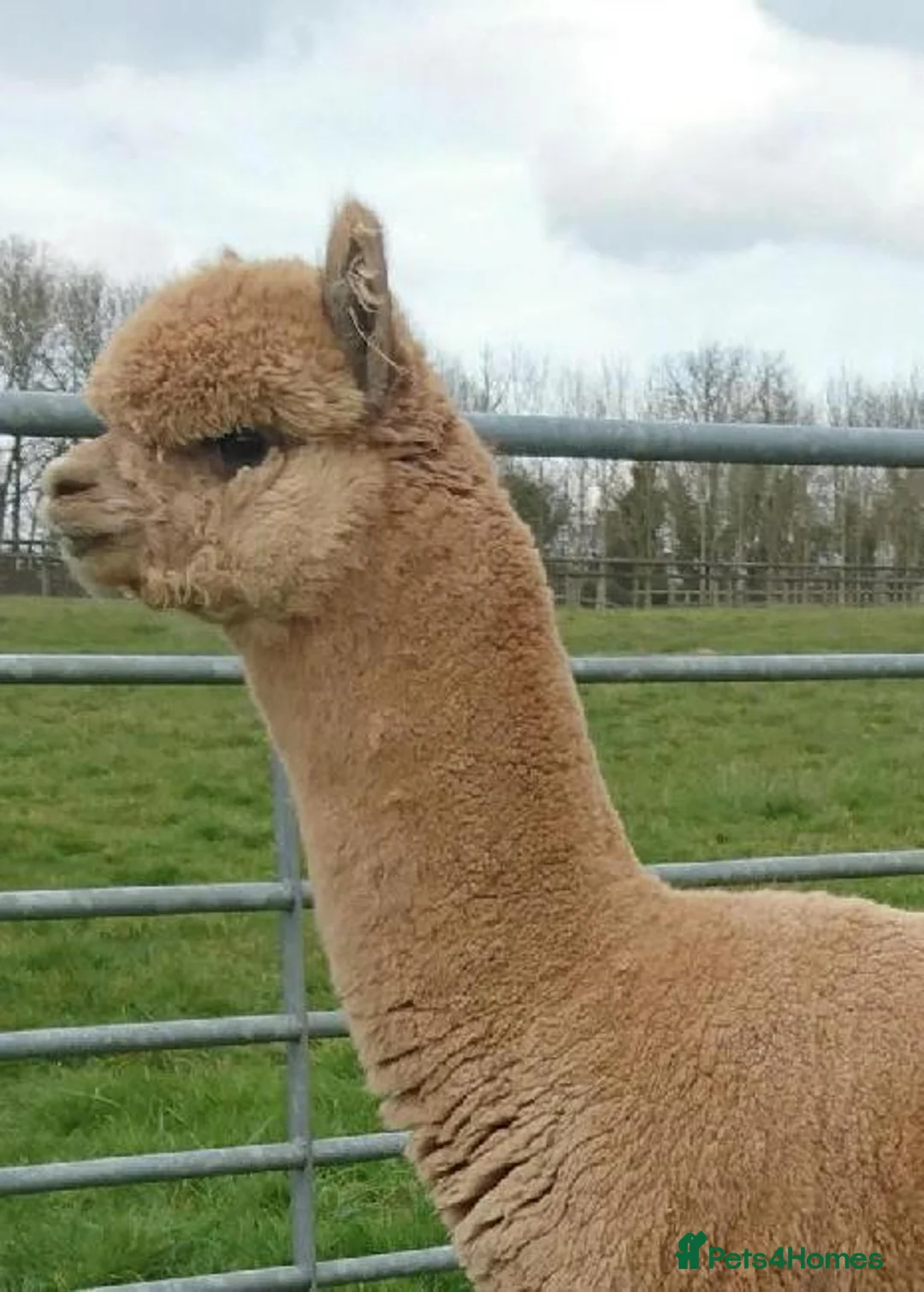 Alpaca livestock for sale: Walking boys - Advert 4