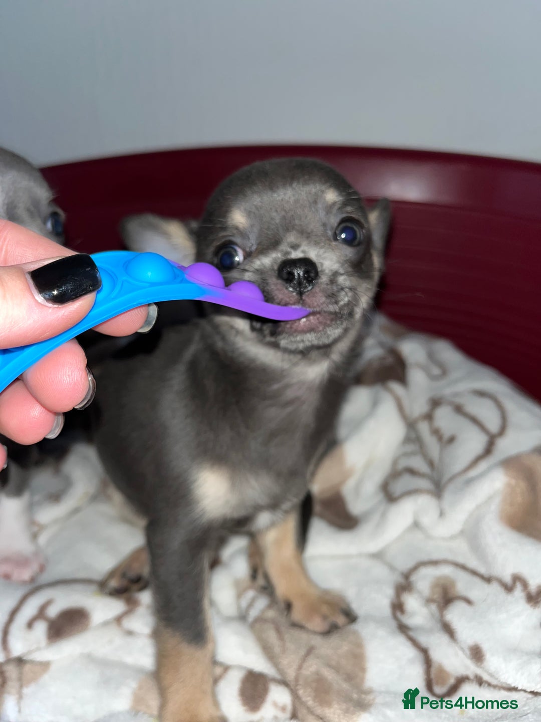 Chihuahua dogs for sale: Pure bred Chihuahua puppies - Image 16