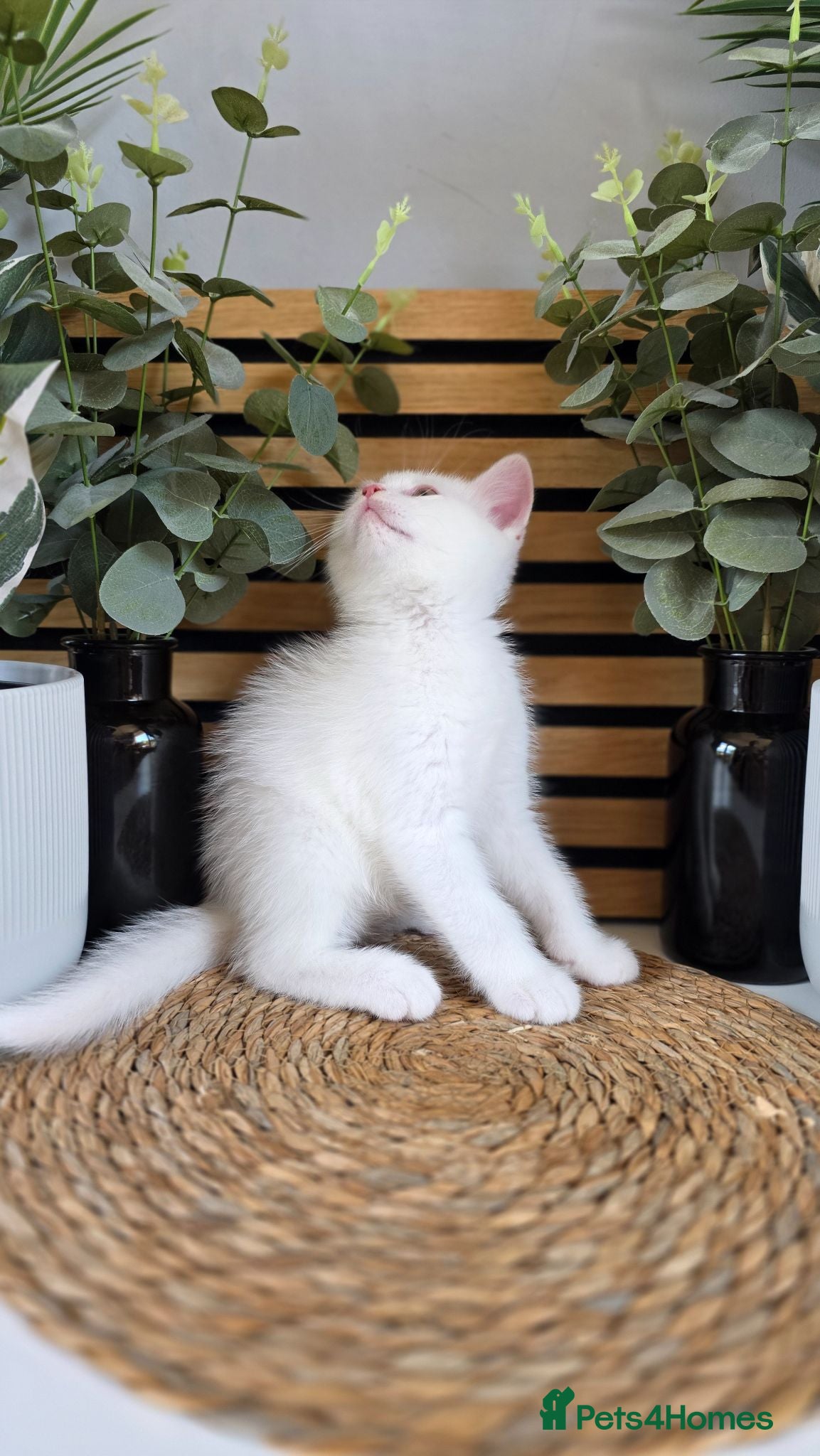 British Shorthair cats Beautiful British kittens - Advert 2