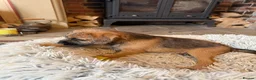 Border Terrier dogs for sale: KC Border Terriers  in Doncaster - Advert 15