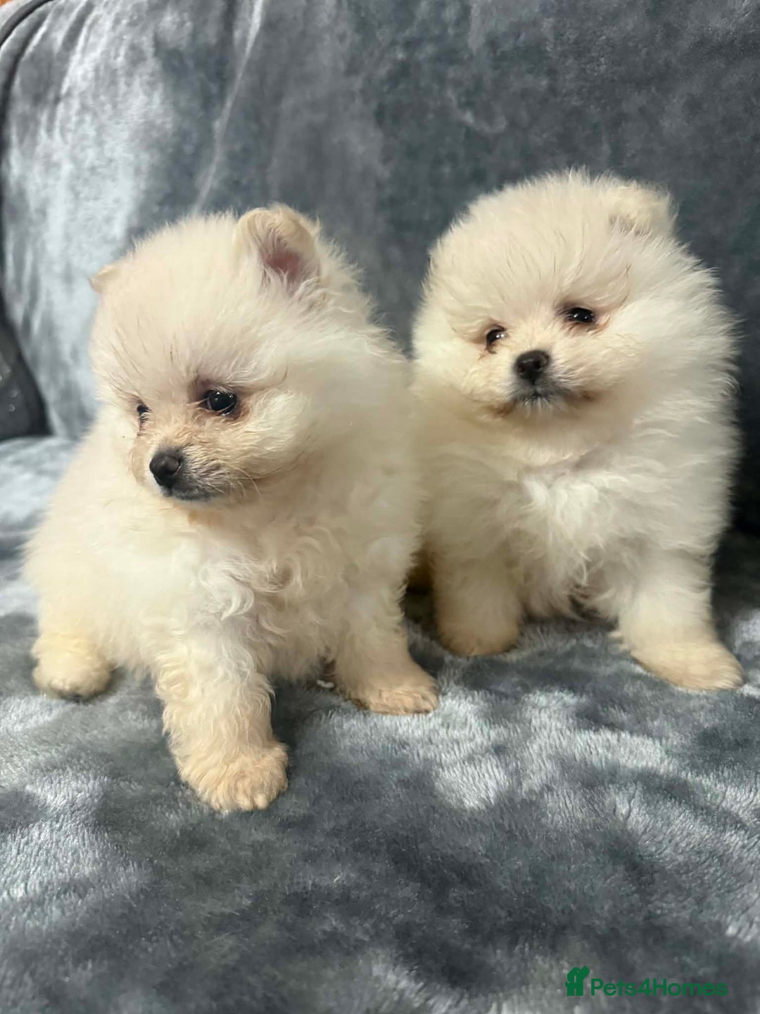 Pomeranian dogs for sale: Teddy bear optic white Pomeranians puppies - Advert 21