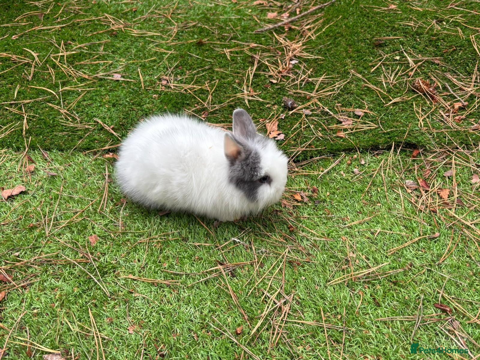 Lionhead rabbits Double main lionhead baby rabbits  - Advert 2