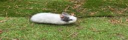 Lionhead rabbits for sale: Double main lionhead baby rabbits  in Cannock - Advert 1