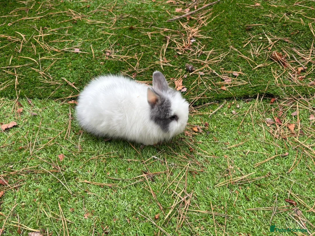 Lionhead rabbits for sale: Double main lionhead baby rabbits  in Cannock - Advert 1