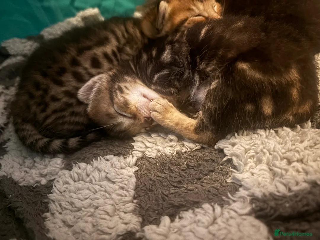 Bengal cats for sale: 3 Beautiful unique Bengal Babies  - Advert 14