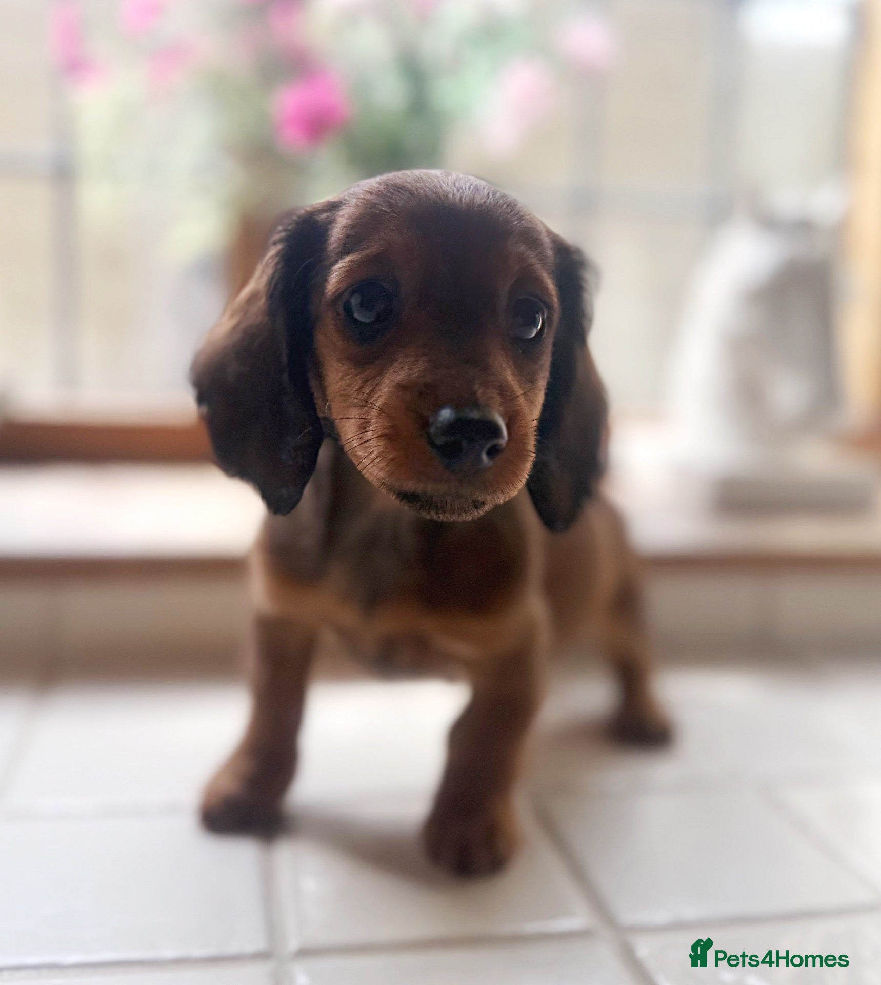 Miniature Dachshund dogs Stunning Miniature Dachshunds  - Advert 1