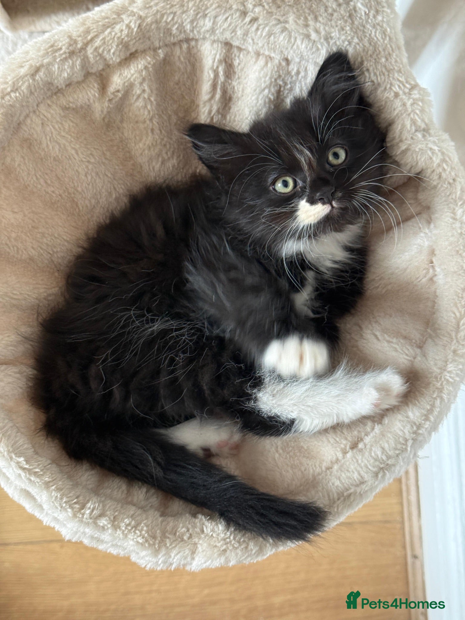 Mixed Breed cats BLACK & WHITE KITTENS - Ready for collection now! - Advert 4