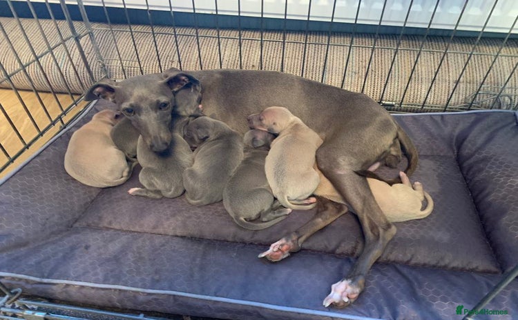 Italian Greyhound dogs - Advert 5