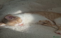 Mixed Breed cats for sale: 3 bengal half tabby.And 4 tabby half ragdol.  - Image 15