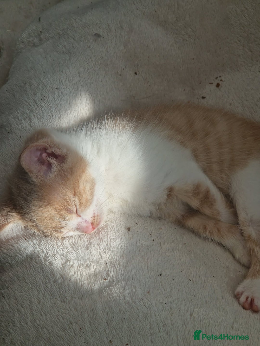 Mixed Breed cats for sale: 3 bengal half tabby.And 4 tabby half ragdol.  - Image 15